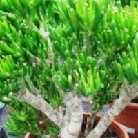 Plant Pot: Tree Crassula: Crassula arborescens, Oval Crassula: Crassula ovata,