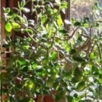 Tanaman pasu: Crassula pokok: Crassula arborescens, Crassula Oval: Crassula ovata,