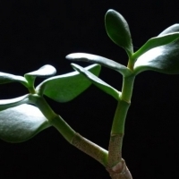 Topfpflanze: Baum Crassula: Crassula arborescens, Oval Crassula: Crassula ovata,