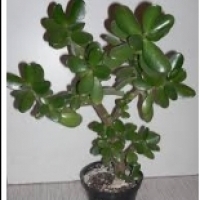 Planta em vaso: Árvore Crassula: Crassula arborescens, Oval Crassula: Crassula ovata,