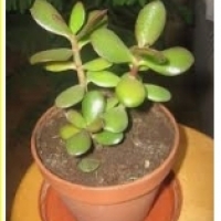 Растение в горшке: Крассула дерева: Crassula arborescens, Толстянка овальная: Crassula ovata,