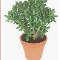 Planta cu ghivece: Crassula copacului: Crassula arborescens, Crassula ovala: Crassula ovata,