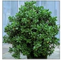 Rastlina v črepníkoch: strom Crassula: Crassula arborescens, Oval Crassula: Crassula ovata,