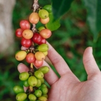 Kaffeträd, växande kaffe i en kruka, när man ska såga kaffe: