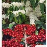 درخت قهوه ، قهوه در حال رشد در گلدان ، چه موقع کاشت قهوه:7
