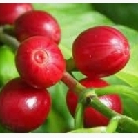 Սուրճի ծառ, զամբյուղով սուրճ աճող, երբ սուրճ ցանել.7