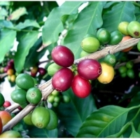 Koffieboom, koffie groeien in een pot, wanneer koffie te zaaien: