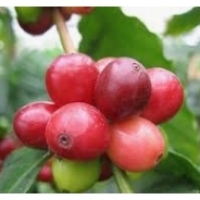 Kafijas koks, augoša kafija katlā, kad jāsēj kafija: