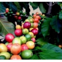 咖啡是一种易于种植的植物，在我们的公寓中很少种植。它的种子和插条变得更容易购买。