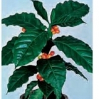 Coffee tree, growing coffee in a pot, when to sow coffee: