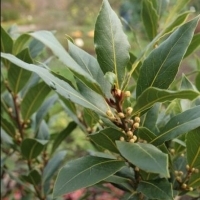 Drzewko laurowe, liście laurowe, liście bobkowe: Wawrzyn szlachetny (Laurus nobilis):