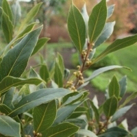Pema e gjirit, gjethet e gjirit, gjethet e gjirit: Laurel (Laurus nobilis):