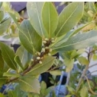 Løvtræ, laurbærblade, laurbærblade: Laurel (Laurus nobilis):