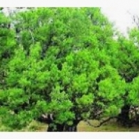 Bay tree, bay dahon, bay dahon: Laurel (Laurus nobilis):