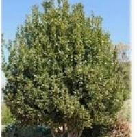 Δέντρο δέντρου, δάφνη, φύλλα δάφνης: Laurel (Laurus nobilis):