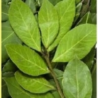 Pokok Bay, daun teluk, daun bay: Laurel (Laurus nobilis):