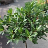 Arbore de dafin, frunze de dafin, frunze de dafin: Laur (Laurus nobilis):