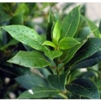 Bobkový list, bobkový list, bobkový list: Laurel (Laurus nobilis):