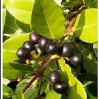 Lönnträd, laurbærblad, vallblad: Laurel (Laurus nobilis):