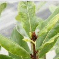 ต้นเบย์, ใบกระวาน, ใบกระวาน: Laurel (Laurus nobilis):