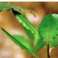 Albero di alloro, foglie di alloro, foglie di alloro: alloro (Laurus nobilis):