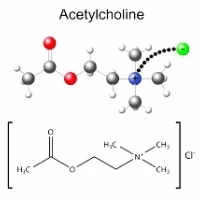 Táto málo známa chemická látka na mozog je dôvodom, prečo vaša pamäť stráca svoju hranu: acetylcholín.