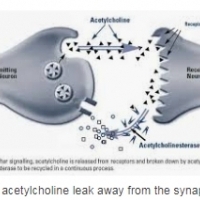 สารเคมีสมองน้อยที่รู้จักกันดีนี้เป็นสาเหตุที่ทำให้ความจำของคุณลดลง: acetylcholine