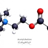 acetylcholine. Այս փոքր հայտնի ուղեղի քիմիական նյութը պատճառն է, թե ինչու է ձեր հիշողությունը կորցնում իր եզրը. Ացետիլխոլին: