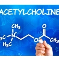 Бага зэрэг мэддэг тархины химийн бодис нь таны ой санамж алдагдаж байгаагийн шалтгаан юм: ацетилхолин.