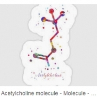 Бұл миға белгілі кішкентай химиялық зат сіздің есте сақтау қабілетіңіздің жоғалуының себебі: ацетилхолина.