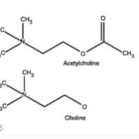 Kimia Otak Sithik Dikenal Iki Alasan kenapa Memori Sampeyan Nuli Udung: acetylcholine.