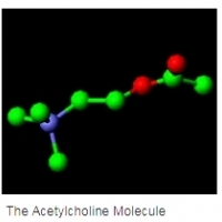 આ નાનું-જાણીતું મગજ કેમિકલ એ કારણ છે કે તમારી મેમરી તેની ધાર કેમ ગુમાવી રહી છે: એસિટિલકોલાઇન. acetylcholine.