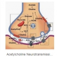 Ovaj malo poznati kemikalija za mozak razlog je zašto vaše sjećanje gubi na rubu: acetilkolin.
