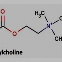 This Little-Known Brain Chemical is the Reason Why Your Memory Is Losing Its Edge: acetylcholine.
