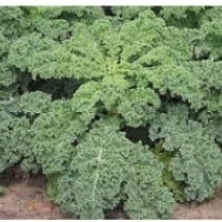 Kale - nádherná zelenina: zdravotní vlastnosti: 07: