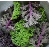 Kale - a wonderful vegetable: health properties: