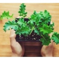 Kale - upea vihannes: terveysominaisuudet: