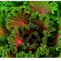 Kale: un vexetal marabilloso: propiedades para a saúde: