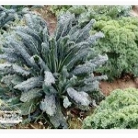 Kale - ένα υπέροχο λαχανικό: ιδιότητες υγείας: