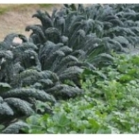 Kale: una verdura meravellosa: propietats per a la salut: