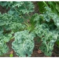 Kale - brīnišķīgs dārzenis: veselības īpašības: