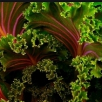 Kale - հիանալի բանջարեղեն. Առողջական հատկություններ.