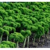 Kale - čudovita zelenjava: zdravstvene lastnosti: