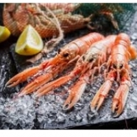 Marisco: cangrexos, lagostinos, lagostas, mexillóns: ostras, mexillóns, cunchas, calamar e polbo: