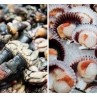 Makanan laut: keuyeup, udang, lobang, kerang: kerang, kerang, cangkang, cumi sareng gurita: