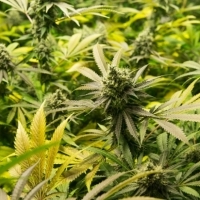 Buy Marijuana or Cannabis Seeds: