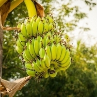 Pedikuro: Kiel kaj kial vi devas froti viajn piedojn per banana ŝelo?