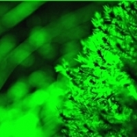 Volksmedizin und moderne Forschung: Ethnomedizin, Bryophyten, Chinesische Medizin, Kräutermedizin, Phytotherapie: