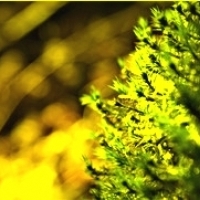 Medycyna ludowa oraz współczesne badania: etnomedycyna, mszaki, medycyna chińska, ziołolecznictwo, fitoterapia: