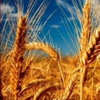 Wheat contains a type of carbohydrate that rapidly increases blood sugar levels.